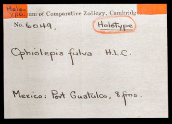 Media type: image;   Invertebrate Zoology OPH-6049 Aspect: labels